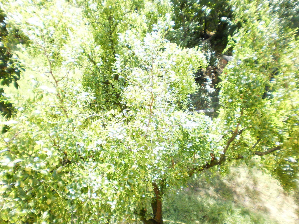 Green Fields Падуя Экстерьер фото